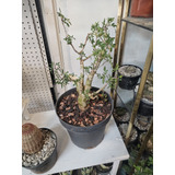 Bonsais... Bursera Microphylla