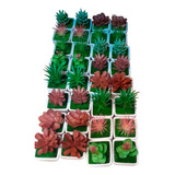 Jardin Vertical Artifical Muro X8 Suculenta + Maceta Cactus