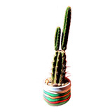 Maceta Cactus Trichocereus Terscheckii
