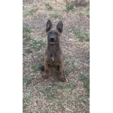 Hembra Pastor Belga Malinois Blue Fawn