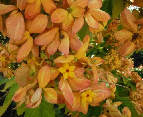 1 Planta Flor De Mussaenda  Mango  Splash Nuevo Color Flores