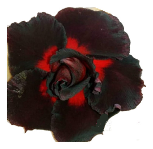 Rosa Do Deserto Negra Com Centro Vermelho Id. Rx-205 Savana