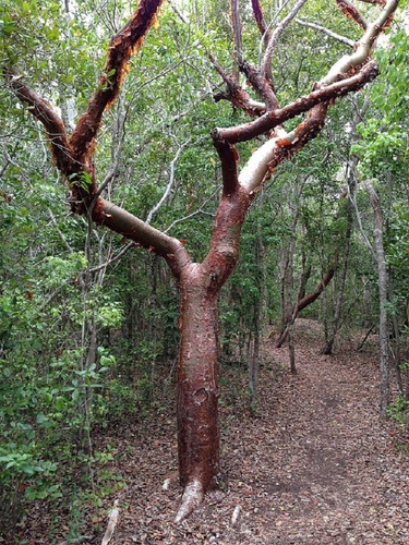  Bursera Simaruba, Copal, Bonsai, Medicinal 100 Semillas