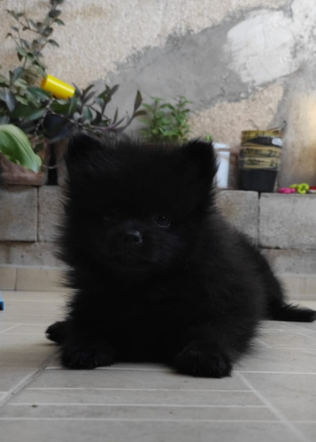 Perro Pomerania Cachorrito Mini Machito