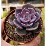 Echeveria Dusty Rose ( Suculenta ) Haworthia Mercado Envío