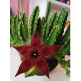 Stapelia Grandiflora Flor Estrella De Mar Cactus Sin Espinas