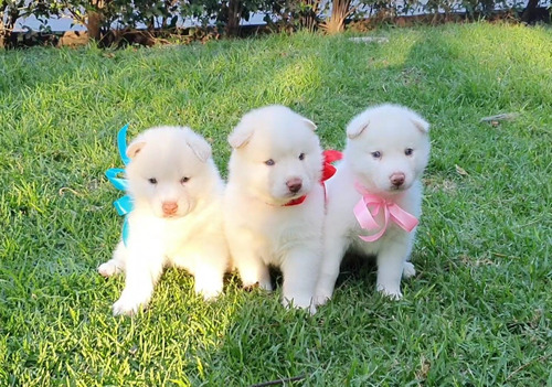 Cachorros Husky Siberiano Albinos 