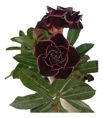  Rosa Do Deserto Negra Preta Adulta Rarissima 