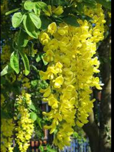 Árbol Lluvia De Oro, Se Llena De Flores Amarillas 