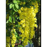 Árbol Lluvia De Oro, Se Llena De Flores Amarillas 