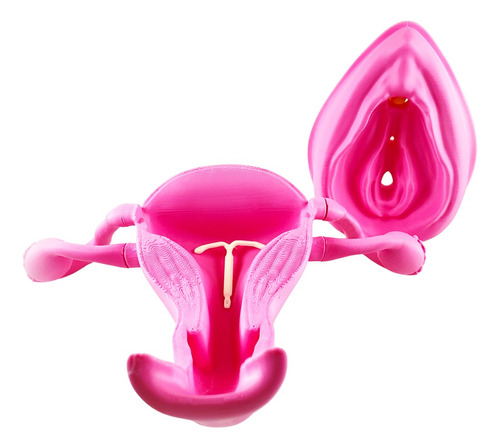 Kit Educación Sexual 3d Vulva Y Clitoris + Utero