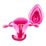 Kit Educación Sexual 3d Vulva Y Clitoris + Utero