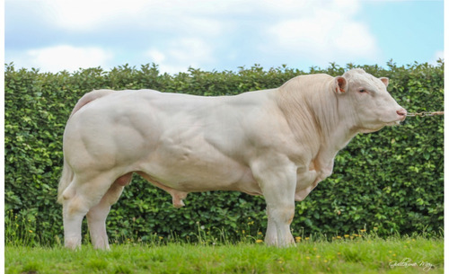 Semen Bovino Charolais - Toro Chenois