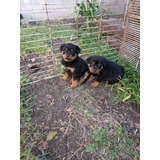 Cachorros Rottweiler Valor Reserva El Tuyo Leer Descripción