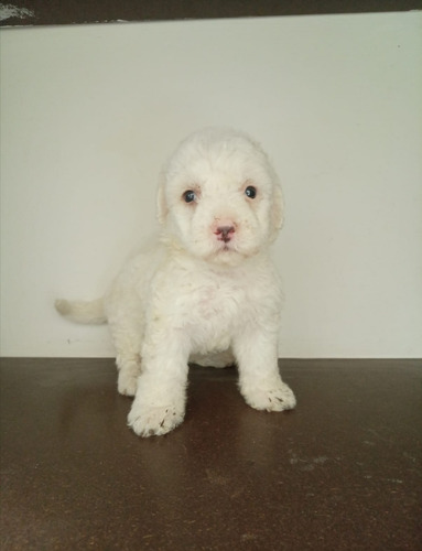 Cachorros French Poodle Toy 