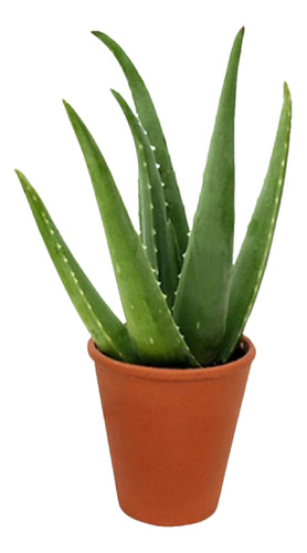 American Plant Exchange Planta De Aloe Vera Viva, Planta Med