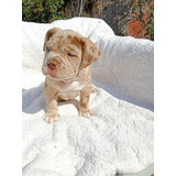 Cachorras American Bully Pocket