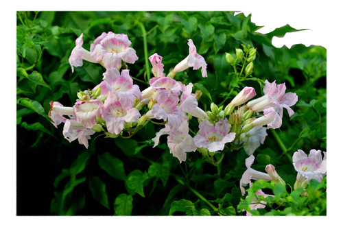 Bignonia Rosada Spectabilis