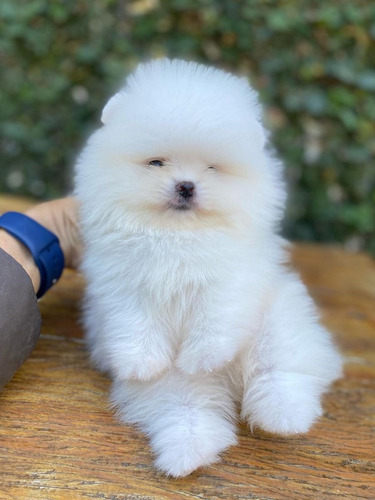 Pomerania Mini Blanco/crema Con Fca Bellisimos. Envio Gratis