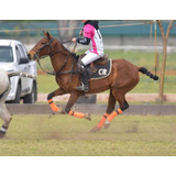 Caballo Jugador De  Polo Exel  Varias Practicas Y Torneos