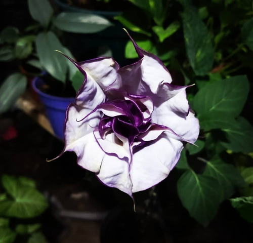 Semillas Datura Mettel ,brugmancia Violeta,floripondio 