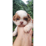 Filhote De Shih Tzu Macho Com Pedigree Atestado