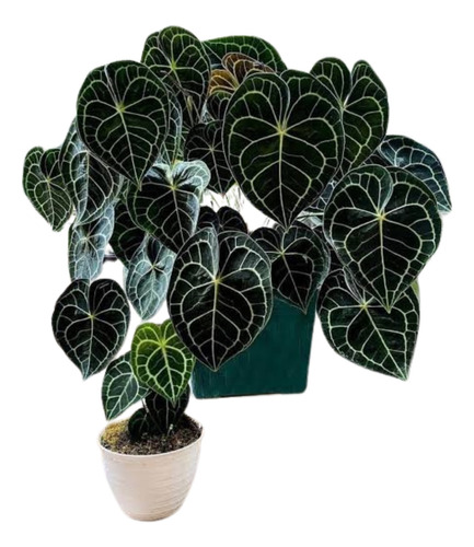 Anthurium Clarinervium - Planta Exótica De Interior