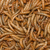 1000 Larvas Adultas Bem Criadas Tenebrio - Envio Grátis Br 