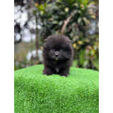 Cachorro Pomeranian Negro Bogotá Animal Pets Colombia 