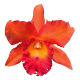 Muda De Orquídea Laranja Pot. Helga Margareth Gray Promoção