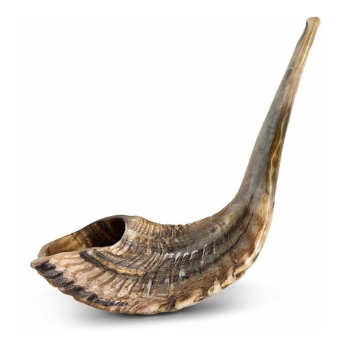  Shofar Cuerno De Carbnero Certificado Kosher 50-55cm