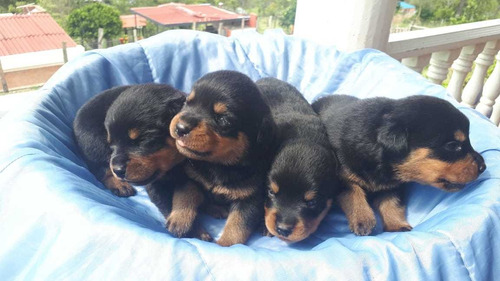 Cachorros Rottweiler, Padre Campeón; 100% Puros 