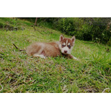 Cachorros Pomsky Mini Lobo Perros En Venta En Armenia 