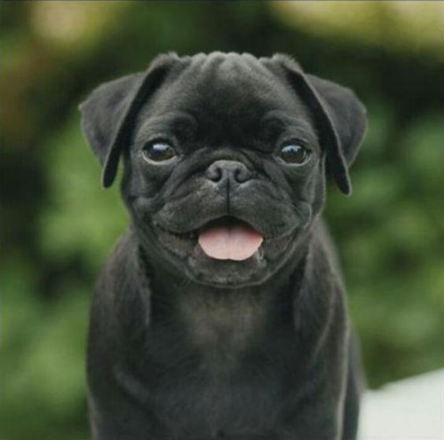 Cachorro Pug Carlino Negro 01