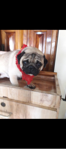 Pug Carlino Cachorros Macho