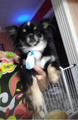 Filhote De  Chihuahua Macho Mini Disponível Lindo Pelo Longo
