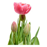Bulbo De Tulipan Rosa Y Blanco