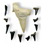 Diente Fósil Tiburon D Marruecos + 10 Fosiles De Tiburon