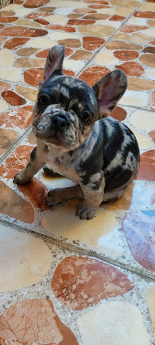 Cachorra Bulldog Francés Blue Merle And Tan Portadora Fluffy