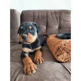 Rottiweiler Cachorro