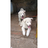 Venta De Cachorros De Cruce De Malamute De Alaska Y Samoyedo