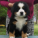 Cachorros Boyero De Berna Inscritos Kennel Club