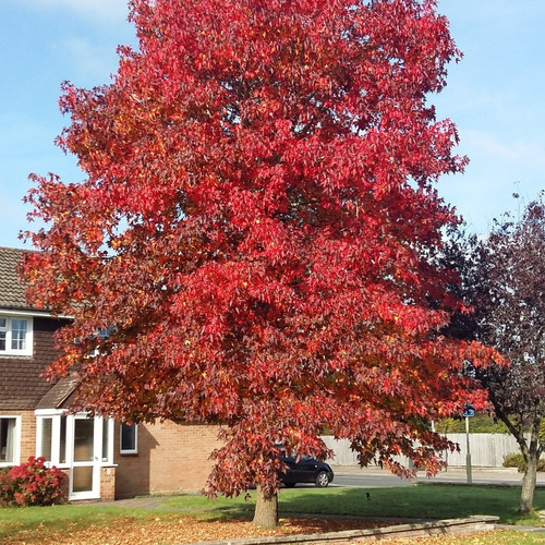 1 Árbol De Liquidambar Ornamental O Bonsái 10 Cms 