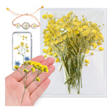 Flores Secas Naturales Amarillas Gypsophila Con Tallo Para R