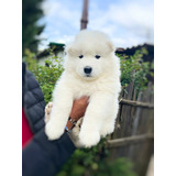 Hermosos Cachorritos Samoyedo De 45 Dias De Nacidos. 