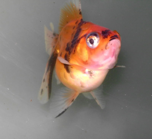 Goldfish Calico Chico Surtido Oferta De Mundo Acuatico
