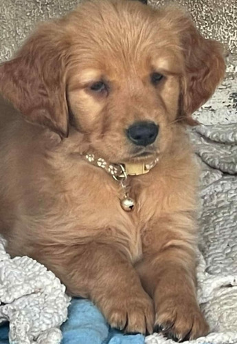 Golden Cachorros Hembra 43dias Fca Genetica  Rockerfeller  