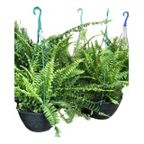 Helecho Nefrolepis En Bols De 18cm Colgante Plantas Natural