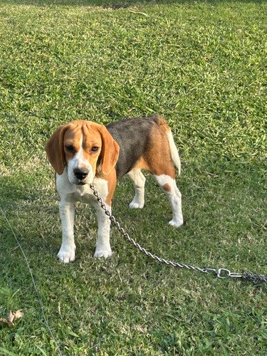 Beagle Hembra 6 Meses Vacunada Al Día  Criadero Casablanca