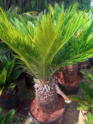 Palmera Cyca Revoluta Grande-excelente-envíos